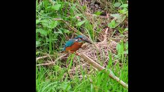 カワセミ調布地区お父さんショート 2024 10 23 #カワセミ #野鳥 #birds #wildlife #nature #自然観察ぶらり散歩