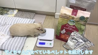 【モルモット飼育】食べてるペレット紹介 ʕ•ᴥ•ʔ