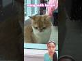 meng sedih banget,giman ya caranya biar meng seneng #funny #cat #pets #funnycats #shortsyoutube