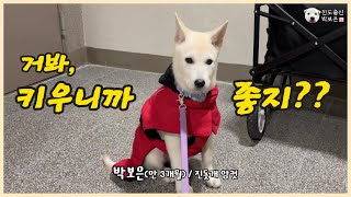 #6 진돗개 3개월 길러보니...(실외배변, 낯가림, 산책, 성격) / jindo dog puppy