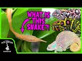 I Found My Dream Snake In Madagascar! (herping Madagascar, Chameleons, Rare Frogs, And More!)
