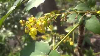 六本木ヒルズの毛利庭園　ヒイラギナンテンの黄色い花が際立つ　２０１４．３．２８　Mahonia