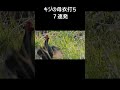 キジの母衣打ち 。動画はコメント欄からどうぞ