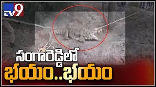 ఇళ్ల మధ్యలోకి వచ్చిన భారీ మొసలి || సంగారెడ్డి - TV9