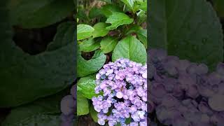 雨の日～ﾔｯﾊﾟ　あじさいｶﾞキレイです　#風景 #雨#雨の日#あじさい#紫陽花