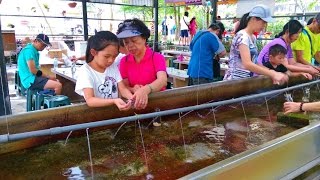 2016 勝洋生態農場金車威士忌酒場八甲魚養殖場旅遊在宜蘭第2天