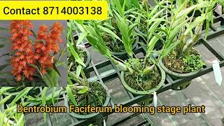 Dentrobium Faciferum blooming stage plant/contact us/all india courier available