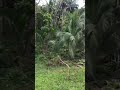 Cutting of mahogany tree