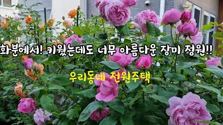 우리동네 전원주택 화분에서 키웠는데도 너무 아름다운 장미 정원