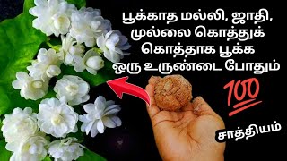 மல்லி வளர்க்க பிடிக்குமா இந்த உரம் கொடுங்கள் இன்னும் பூத்துக்குலுங்கும்