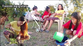 Nagtanim at nagdilig kami ni bunso ng kamatis, okra at malunggay|Buhay Probinsya|Occidental Mindoro