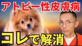 【犬のアレルギー】獣医師が薬を使わずアトピー性皮膚病を改善する方法を解説