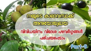 വിവിധയിനം വിദേശ ഫലവർഗങ്ങൾ പരിചയപ്പെടാം /#Different #types of #fruits #Growing in #kerala(part-9)