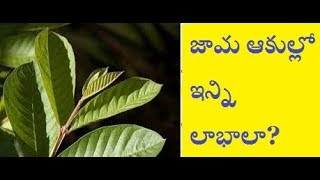 Guava (Jaamaku) Leaves kashayalu || జామ ఆకుల కషాయం || Health Benefits || KhaderValli