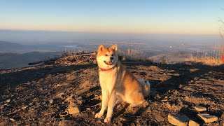 Akita Inu on an autumn trip to Ondřejník in the Beskydy Mountains