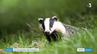 Le blaireau, un animal méconnu, protégé dans le Bas-Rhin