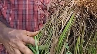 കെമിക്കലില്ലാതെ പുല്ല് നശിപ്പിക്കാം limekerala #farming