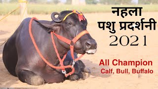 NEHLA PASHU PERDSHANI FATEHABAD HARYANA CATTLE BEAUTY CONTEST || पशु प्रदर्शनी मेला All Champion