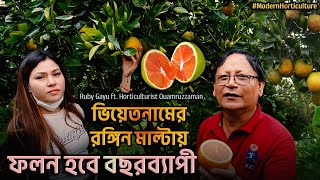 ভিয়েতনামের নতুন জাতের বারোমাসি রঙিণ মাল্টার জাত সংগ্রহ ।। Horticulturist Quamruzzaman - Ruby Gayu