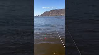 钓鱼在密西西比河 Fishing on the Mississippi River #fishing #mississippi #钓鱼