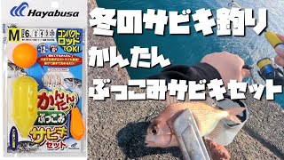 真冬のサビキ釣り高知は釣りの楽園やで