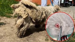 We Found a Bullet Inside This Dog’s Head…