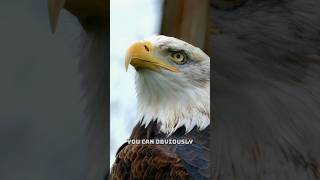The Bald Eagle Lied To Us