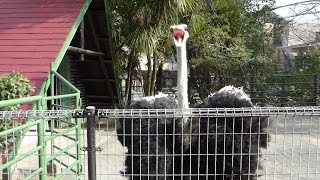 2016.3.6 Ostrich　ダチョウ　ディスプレイ（求愛ダンス） No.3（日本平動物園）