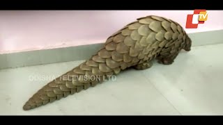 Live Pangolin Rescued In Bargarh