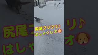 雪降ると嬉しくてテンション高くなる【レオ13歳】#ダックス #雪大好き犬