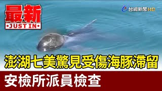 澎湖七美驚見受傷海豚滯留 安檢所派員檢查【最新快訊】