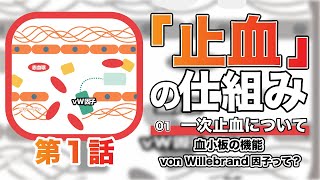 止血の仕組み①「一次止血とは？血小板とvonWillebrand因子の関係」