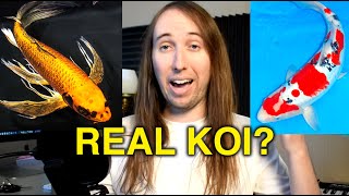 Butterfly Koi vs Regular Koi, What's the Difference?