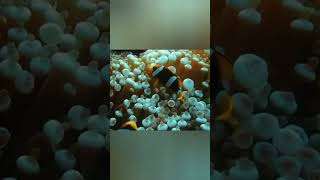 fish anemon #shorts #fish #animals #natgeo #wildlife #butterfly #netflix #seaworld #documentary #4k