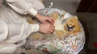 (ENG)강아지 전용 에스테틱 출장마사지 (노곤노곤한 포메라니안 )/A dog massage shop(Pomeranian Massage)