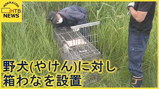 釧路市の公園で野犬（やけん）がシカを襲う被害を受けて　市が注意喚起と箱わなを設置