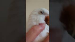 【オキナインコ】こんなかわいい子達に巡り合わせてもらえたことに感謝　#みずたまのおうち