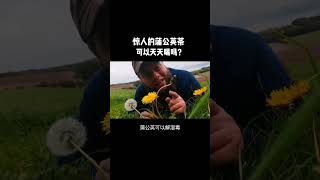 惊人的蒲公英茶，可以天天喝吗？