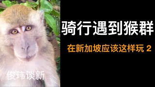 骑行遇到猴群 | 在新加坡应该这样玩2 | 俊玮谈新