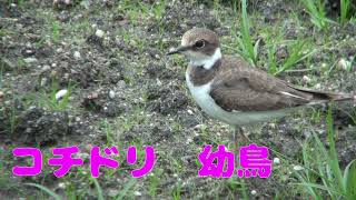 「4K 野鳥」2022.06　コチドリ　(Little ringed plover)