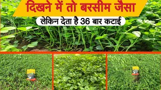 ऐसी बरसीम जो देती है 36 बार कटाई | बरसीम घास की खेती |  How to Grow Barseem Grass | बरसीम घास बुवाई