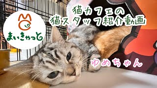 猫カフェの猫スタッフの紹介だニャン🐱🐾