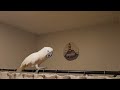 Cockatoo Dramatic Conversation 🙄