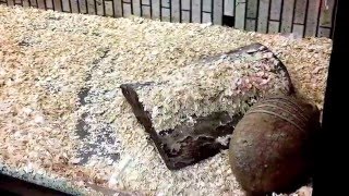 上野動物園　回る丸まるアルマジロ！