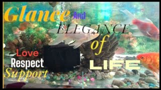 ELEGANCE of LIFE 💞 #trending #peacelover #aquarium #fish #viralvideo #natureslover #respect #love