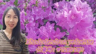 กุหลาบพันปี|Rhododendron yedoense|산철쭉|ซานชอลชุก|ไม้ดอกเมืองหนาว