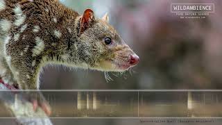 Spotted-tailed Quoll Sounds - Harsh, rasping calls