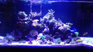 TMC Signature 900 reef tank