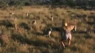 Brave Woman Taunts Cheetahs