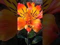 Peruvian lily flower,alstroemeria plant#viralshorts#youtube#